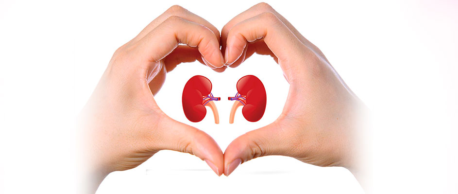 Профилактика ХБП (хронической болезни почек)