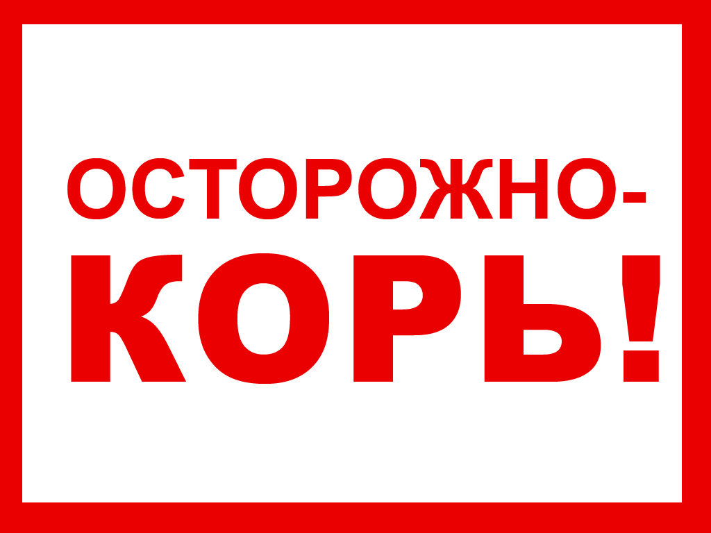 Профилактика кори
